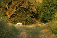 Oľka - príroda